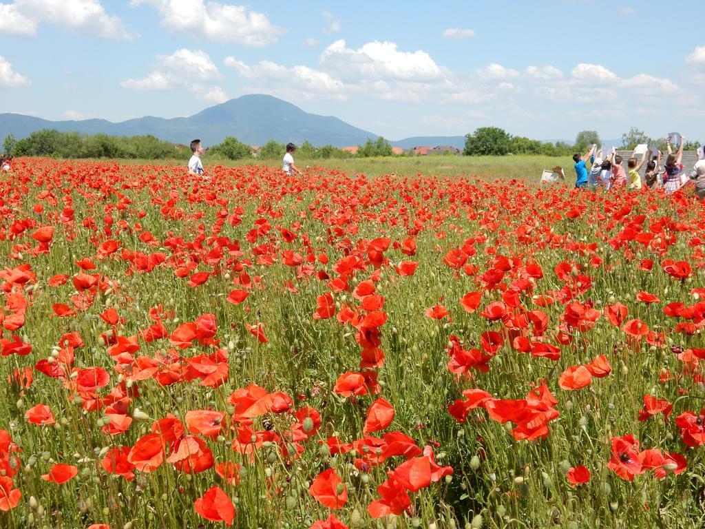 Pensiunea Cetatea Craiului Rîşnov 외부 사진